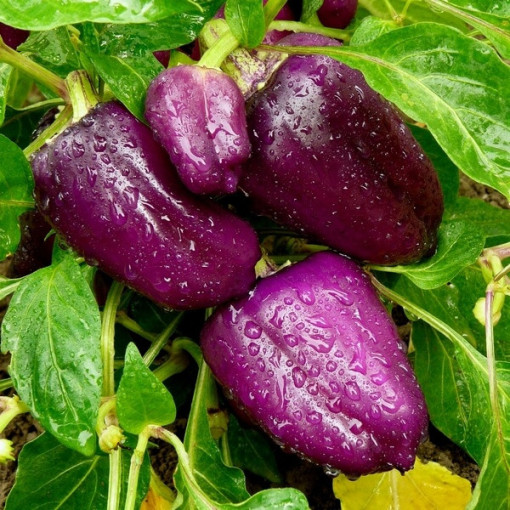 Paprika 'Nokturn' P9/C1