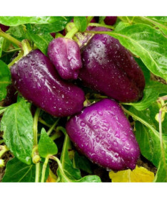 Paprika 'Nokturn' P9/C1