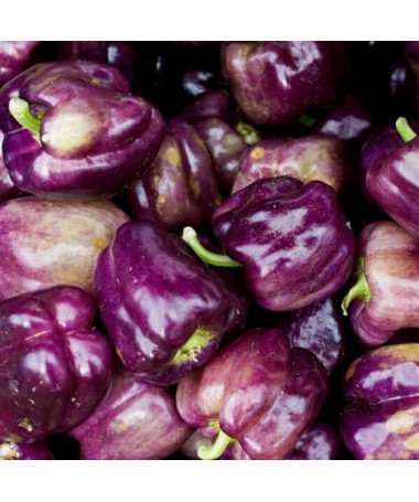 Paprika 'Nokturn' P9/C1