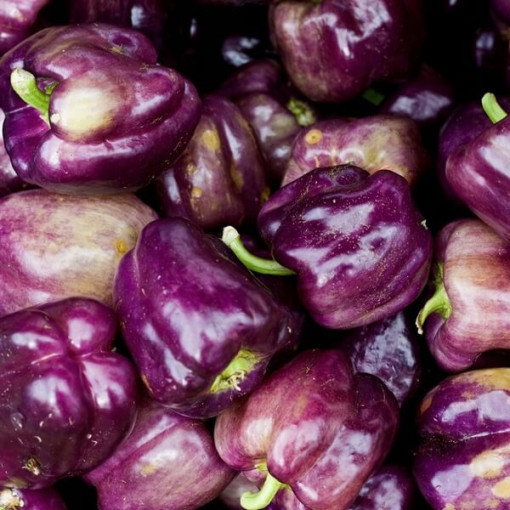 Paprika 'Nokturn' P9/C1