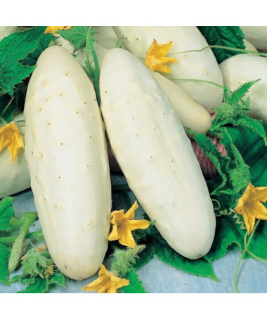 Okurka 'White Wonder' P9/C1