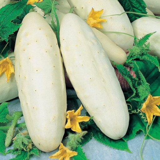 Okurka 'White Wonder' P9/C1