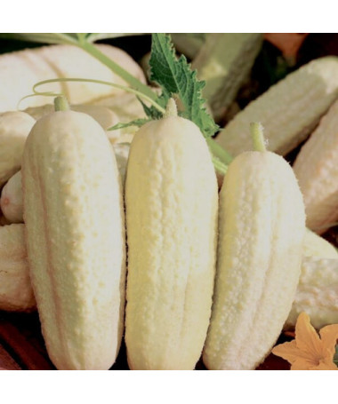 Okurka 'White Wonder' P9/C1