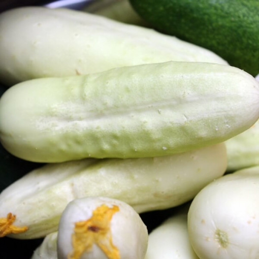 Okurka 'White Wonder' P9/C1