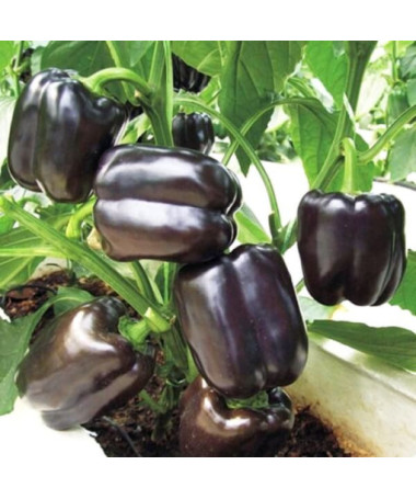 Paprika 'Černá' P9/C1