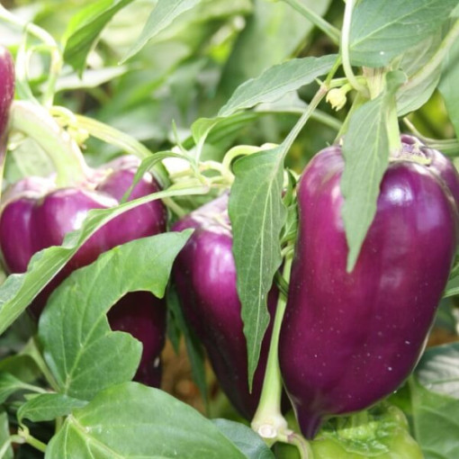 Paprika 'Purpurová' P9/C1