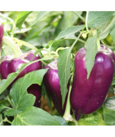 Paprika 'Purpurová' P9/C1