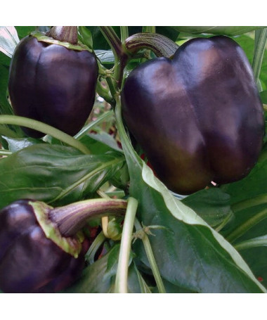 Paprika 'Purpurová' P9/C1