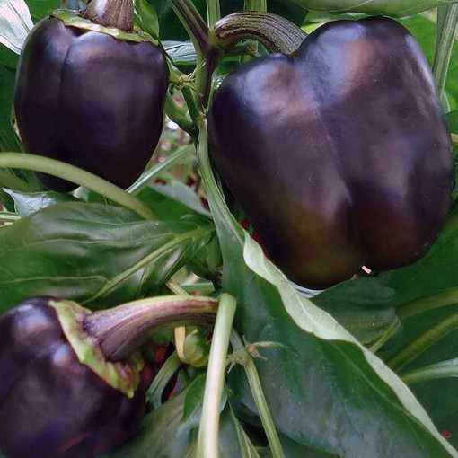 Paprika 'Purpurová' P9/C1