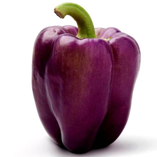 Paprika 'Purpurová' P9/C1