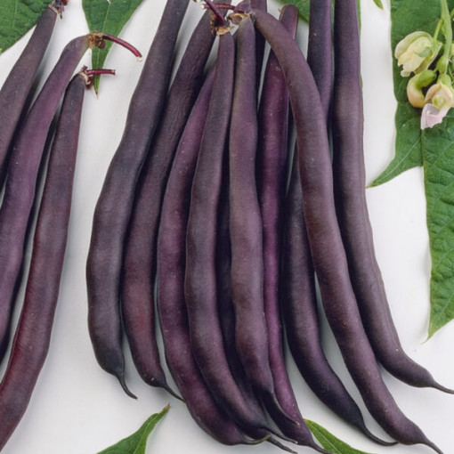 Tyčková fazole 'Blauhide' P9/C1