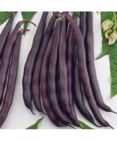 Tyčková fazole 'Blauhide' P9/C1