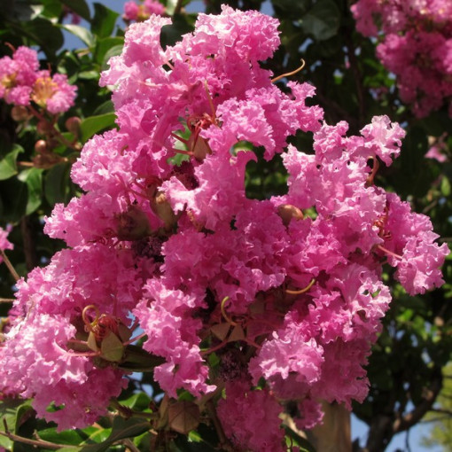 Lagerstroemia indická (Paprsek) květináč, 4L