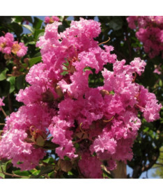 Lagerstroemia indická (Paprsek) květináč, 4L