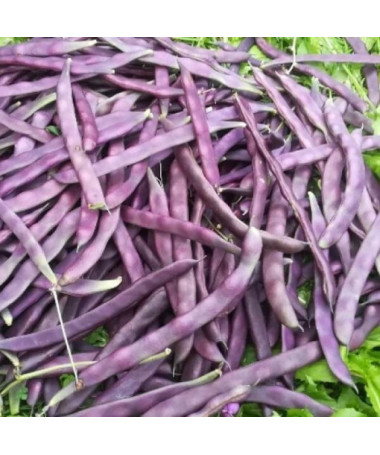 Tyčková fazole 'Blauhide' P9/C1