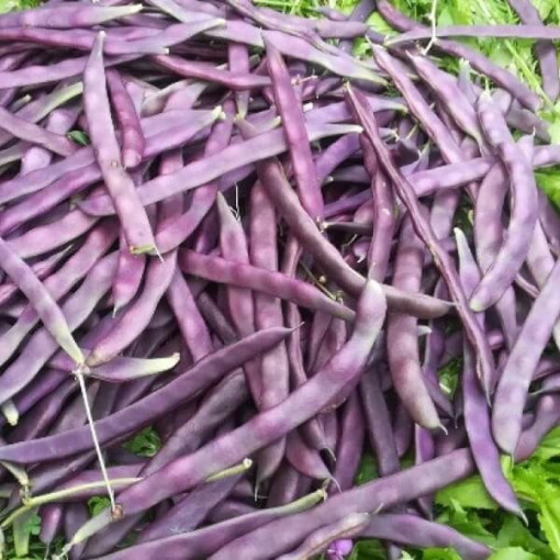 Tyčková fazole 'Blauhide' P9/C1