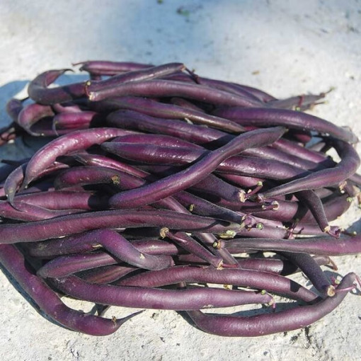 Tyčková fazole 'Blauhide' P9/C1