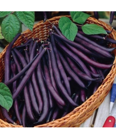 Tyčková fazole 'Purple Teepee' P9/C1