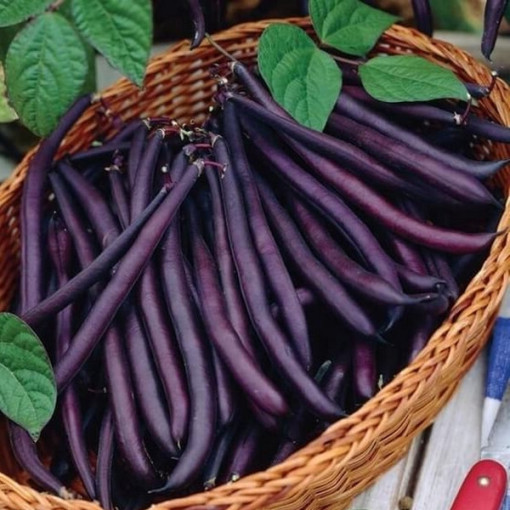 Tyčková fazole 'Purple Teepee' P9/C1