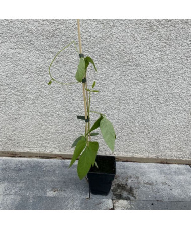 Tyčková fazole 'Purple Teepee' P9/C1