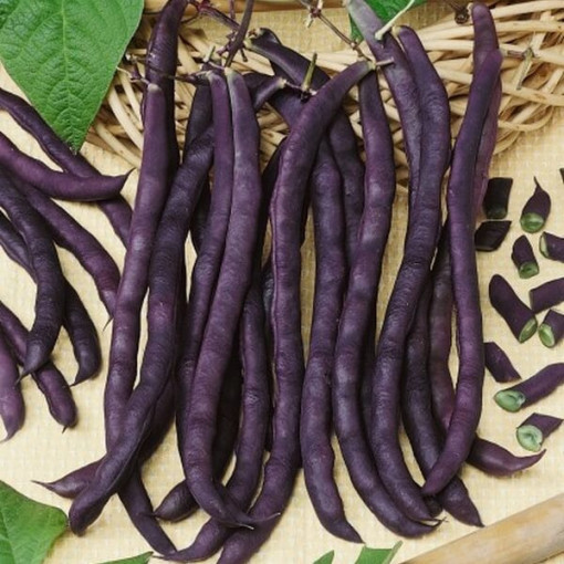 Tyčková fazole 'Purple Teepee' P9/C1