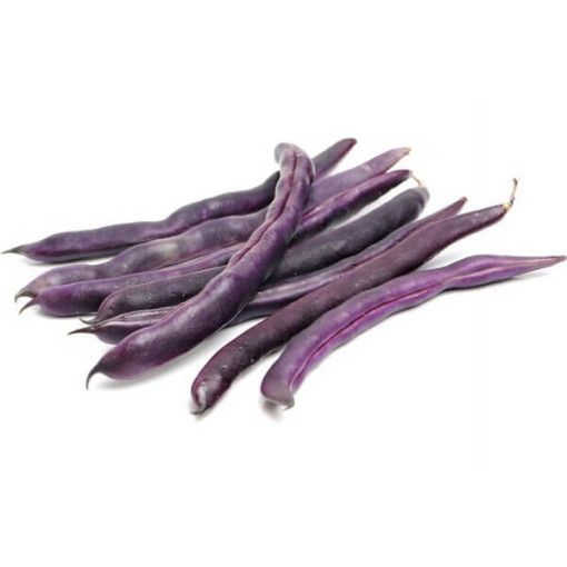 Tyčková fazole 'Purple Teepee' P9/C1