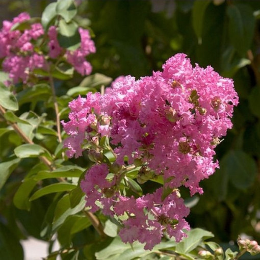 Lagerstroemia indická (Paprsek) květináč, 4L
