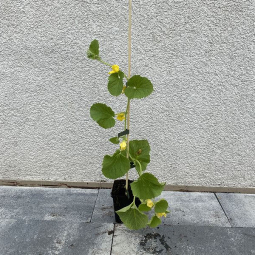 Meloun 'Seledyn' P9/C1