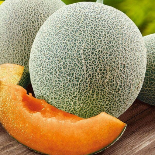 Meloun 'Seledyn' P9/C1