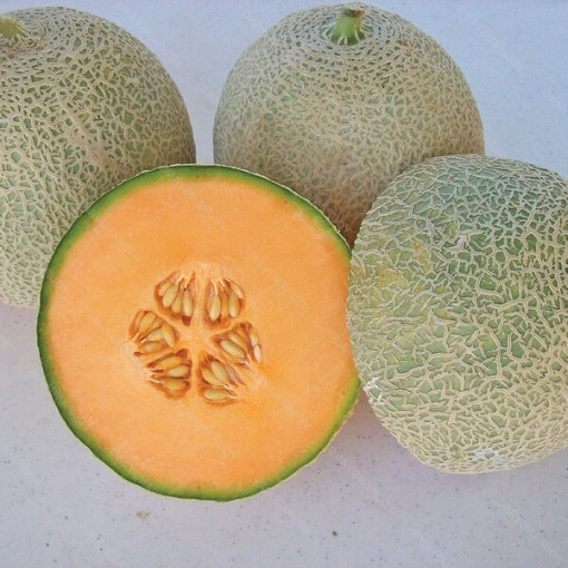 Meloun 'Seledyn' P9/C1