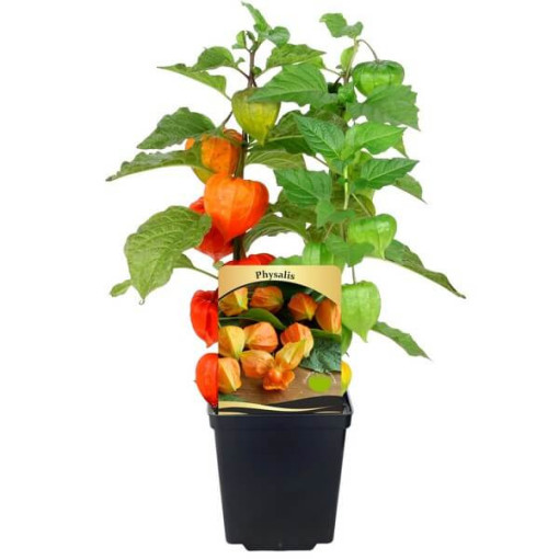 Physalis (Mochyně) P9/C1