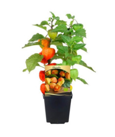 Physalis (Mochyně) P9/C1