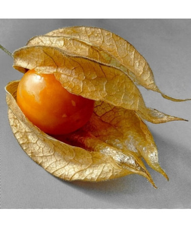 Physalis (Mochyně) P9/C1