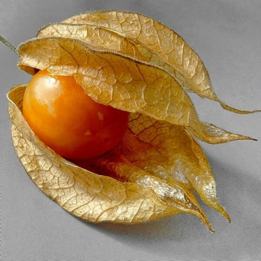 Physalis (Mochyně) P9/C1