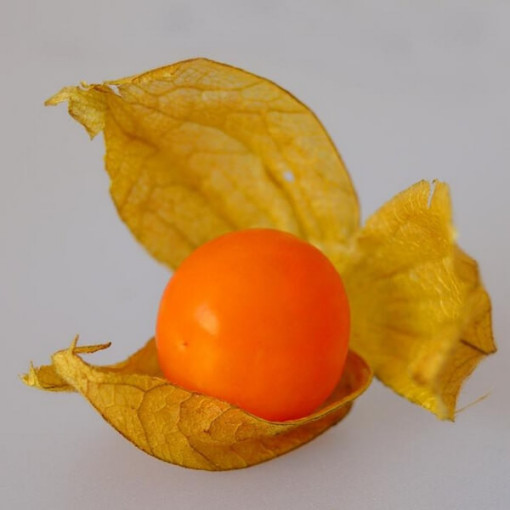 Physalis (Mochyně) P9/C1
