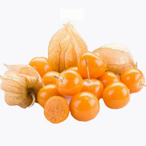 Physalis (Mochyně) P9/C1