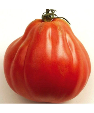 Rajče 'Red Pear' P9/C1