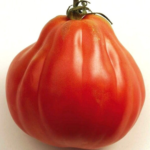 Rajče 'Red Pear' P9/C1