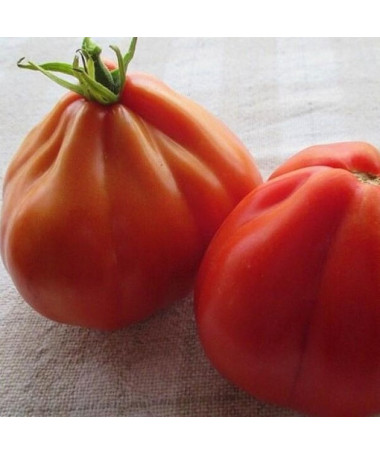 Rajče 'Red Pear' P9/C1