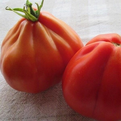 Rajče 'Red Pear' P9/C1