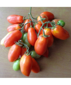 Rajče 'Pinocchio' P9/C1