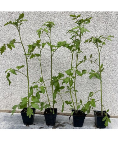 Rajče 'Pinocchio' P9/C1