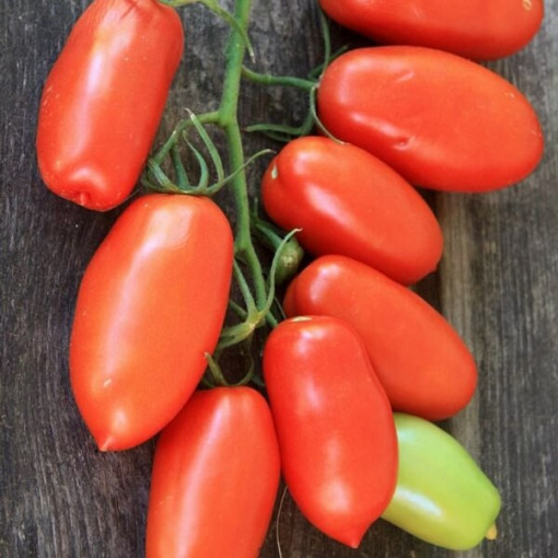 Rajče 'Pinocchio' P9/C1