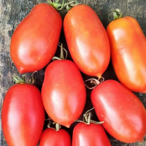 Rajče 'Pinocchio' P9/C1