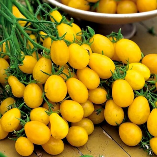 Rajče 'Perun' P9/C1