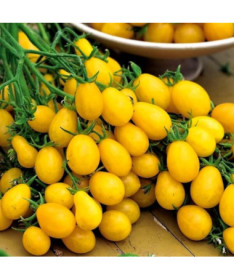 Rajče 'Perun' P9/C1