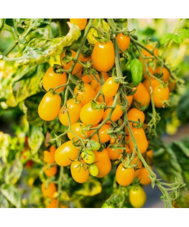 Rajče 'Perun' P9/C1