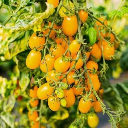 Rajče 'Perun' P9/C1