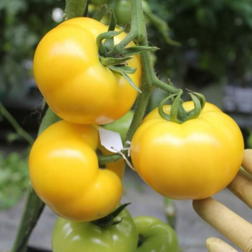 Rajče 'Gościniec' P9/C1