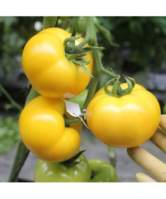 Rajče 'Gościniec' P9/C1